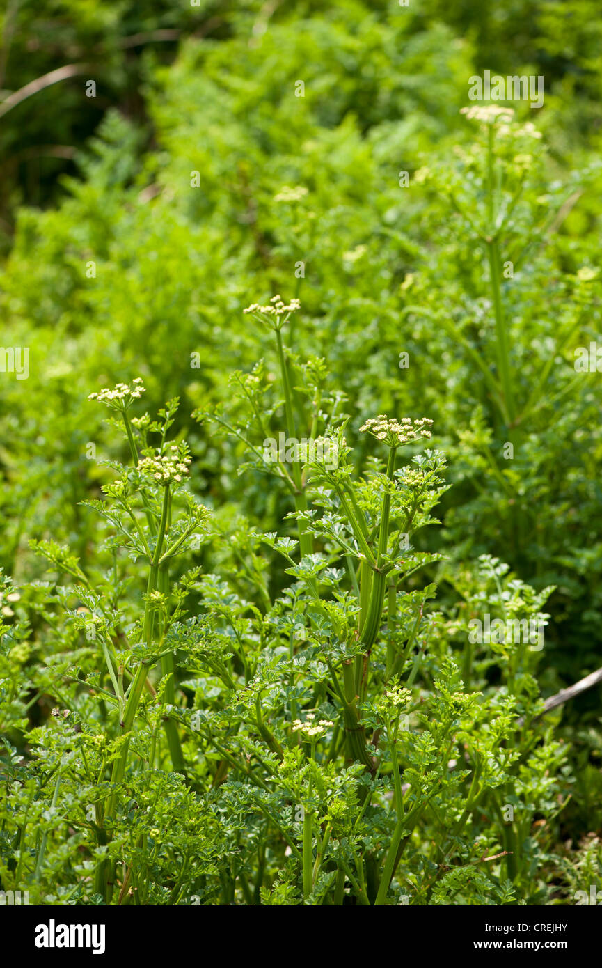 L'eau de la pruche, Oenanthe crocata-filipendule vulgaire Banque D'Images