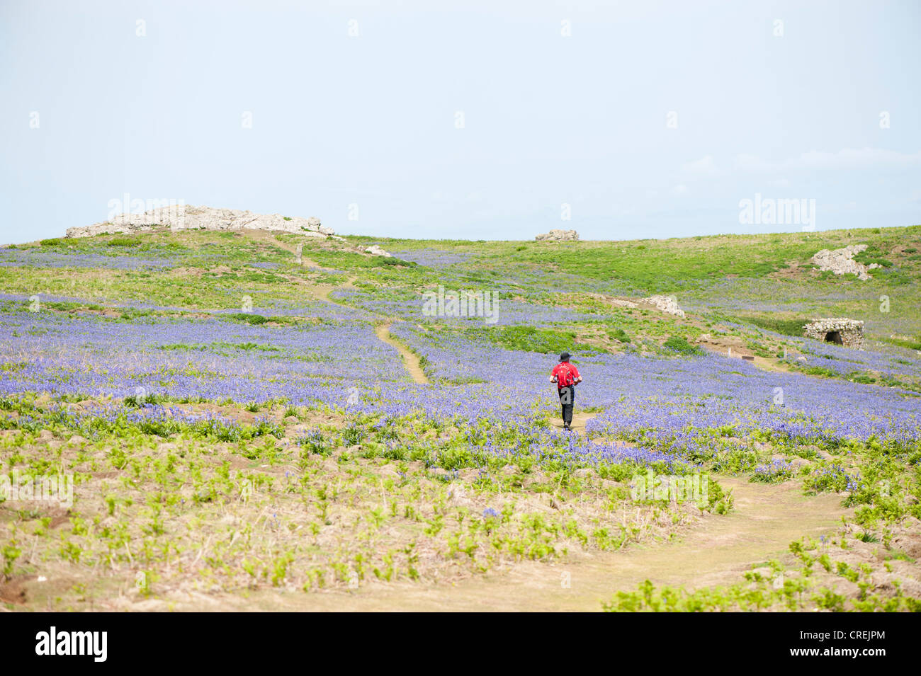 Homme marchant à travers les jacinthes sur l'île de Skomer, au Pays de Galles Banque D'Images