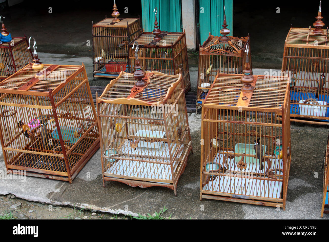 Bulbul moustac-rouge (Pycnonotus jocosus), perches d'un concessionnaire d'oiseaux, la Thaïlande, Phuket Banque D'Images