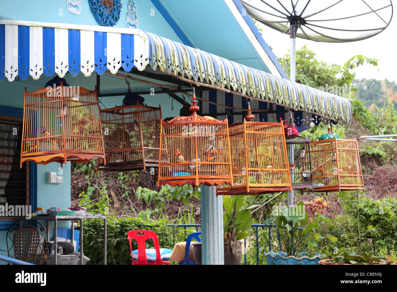 Bulbul moustac-rouge (Pycnonotus jocosus), perches d'un concessionnaire d'oiseaux, la Thaïlande, Phuket Banque D'Images