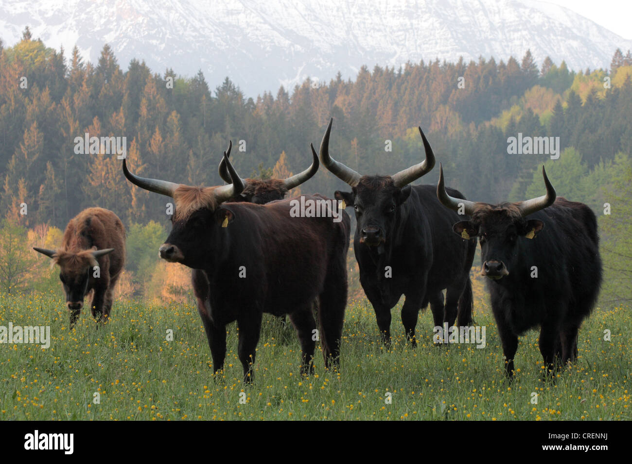 (Aurochs) bovins domestiques (Bos taurus, Bos primigenius), Heck cattles sur une prairie en face de la forêt de montagne, l'Allemagne, la Bavière Banque D'Images