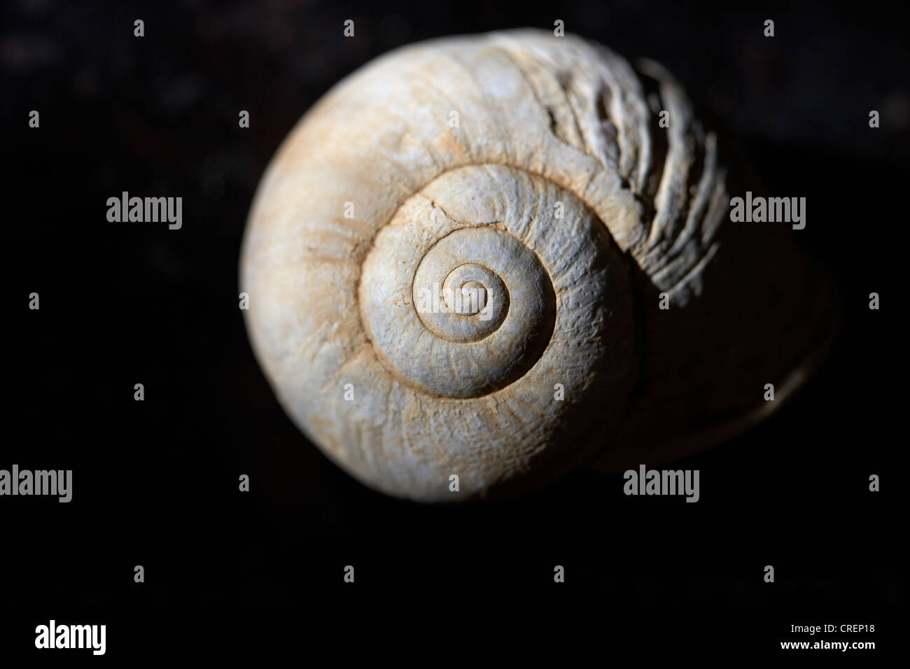 À partir de la coquille d'un escargot Banque D'Images