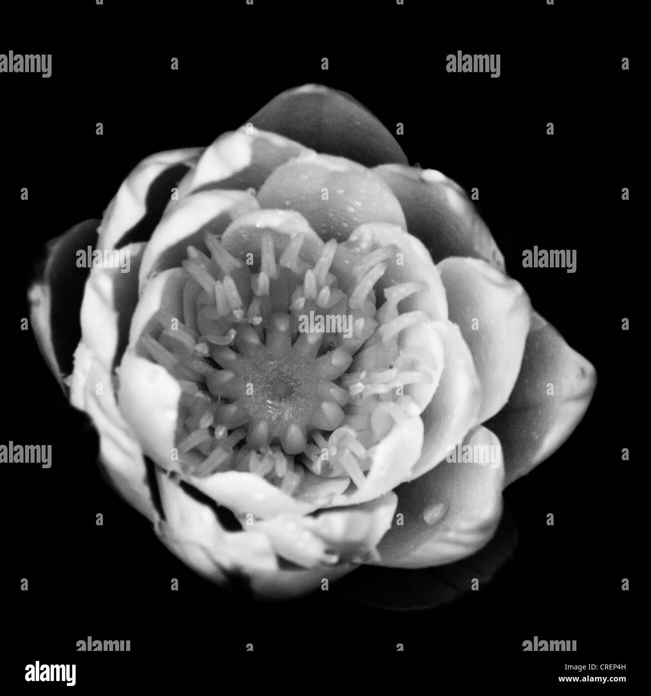 lis d’eau Banque D'Images