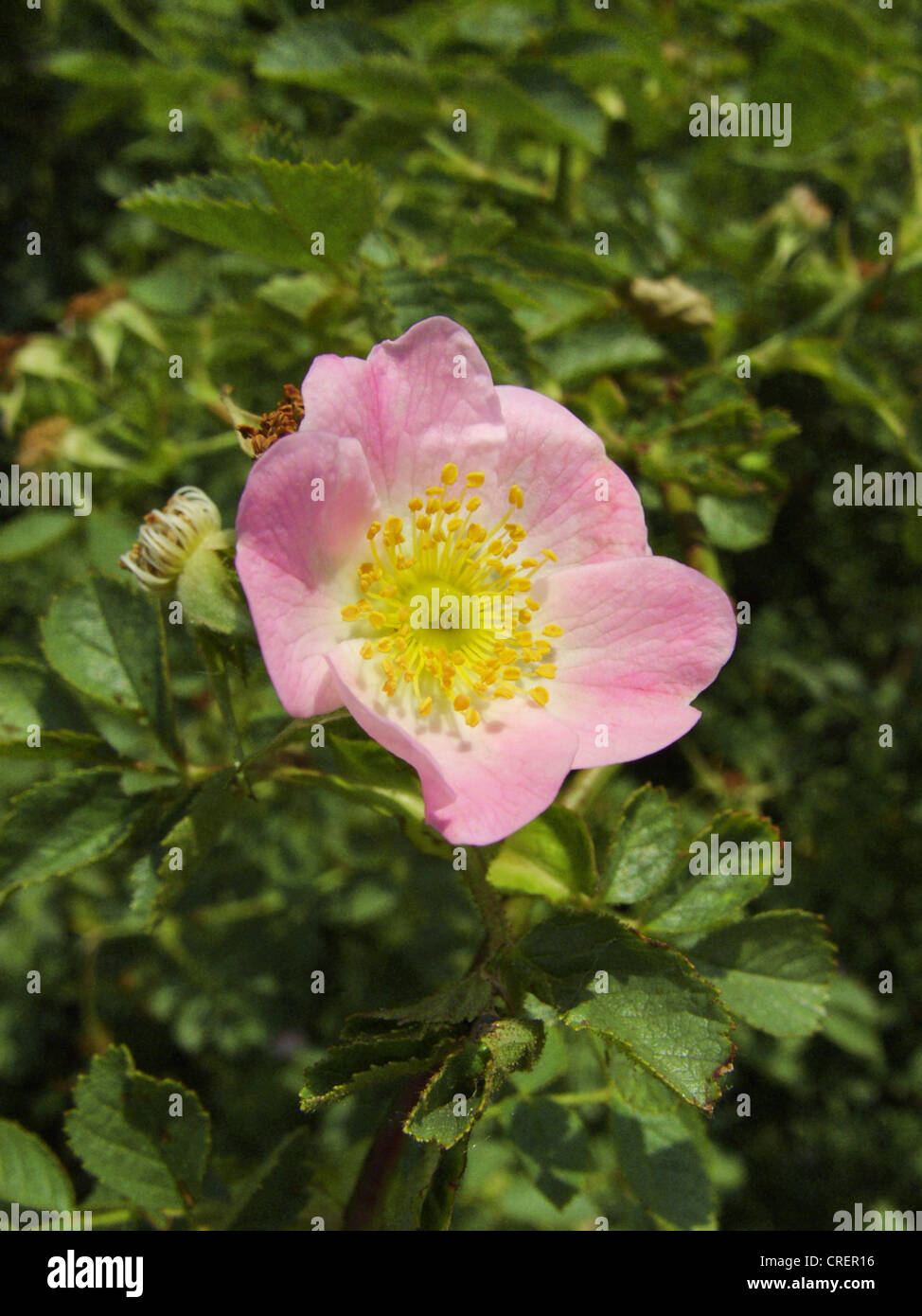 Sweet Briar Rose (Rosa rubiginosa), fleur, Allemagne, Rhénanie du Nord-Westphalie Banque D'Images