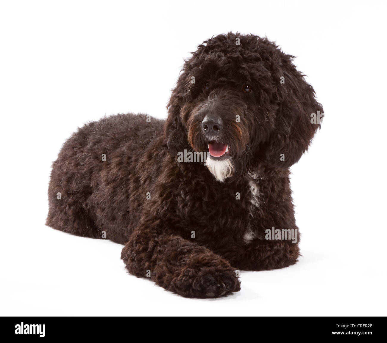 Cockerpoo chien mâle à 1 ans. Croisement entre un cocker et un caniche. Banque D'Images