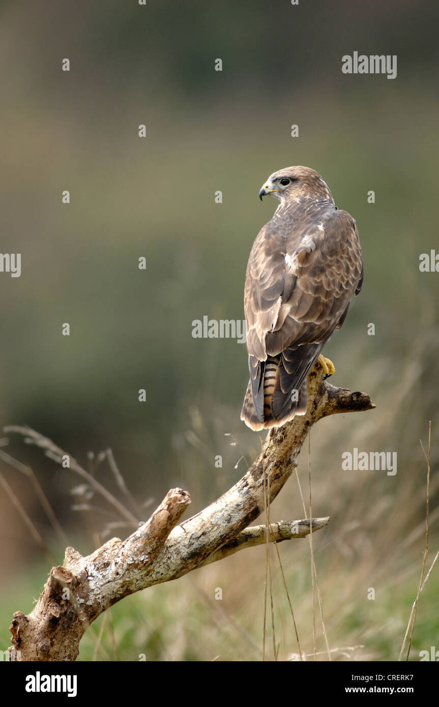 Buse variable buteo Banque D'Images