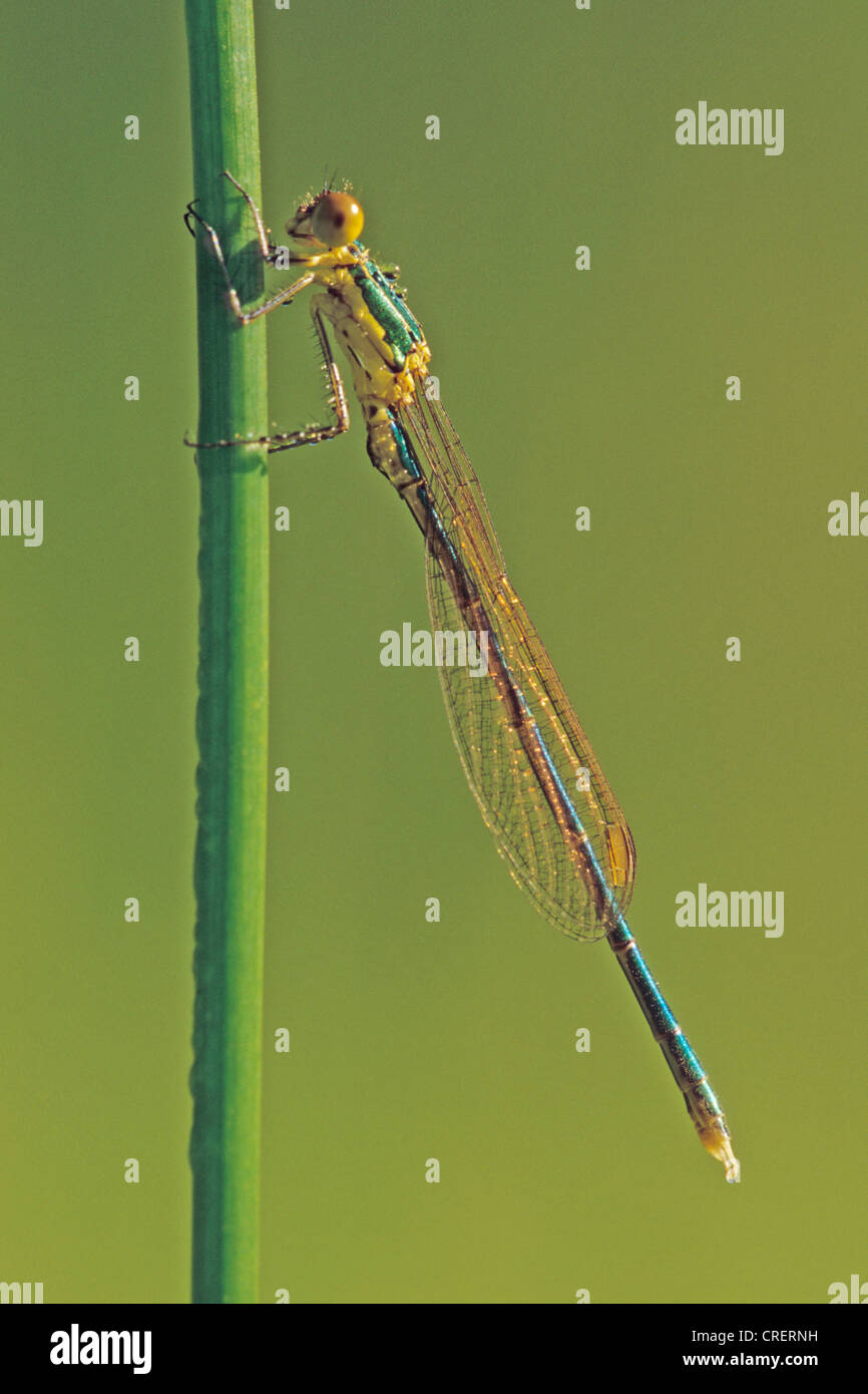 Mererald willow (demoiselle Lestes viridis, Chalcolestes viridis), assis, Allemagne, Rhénanie du Nord-Westphalie Banque D'Images