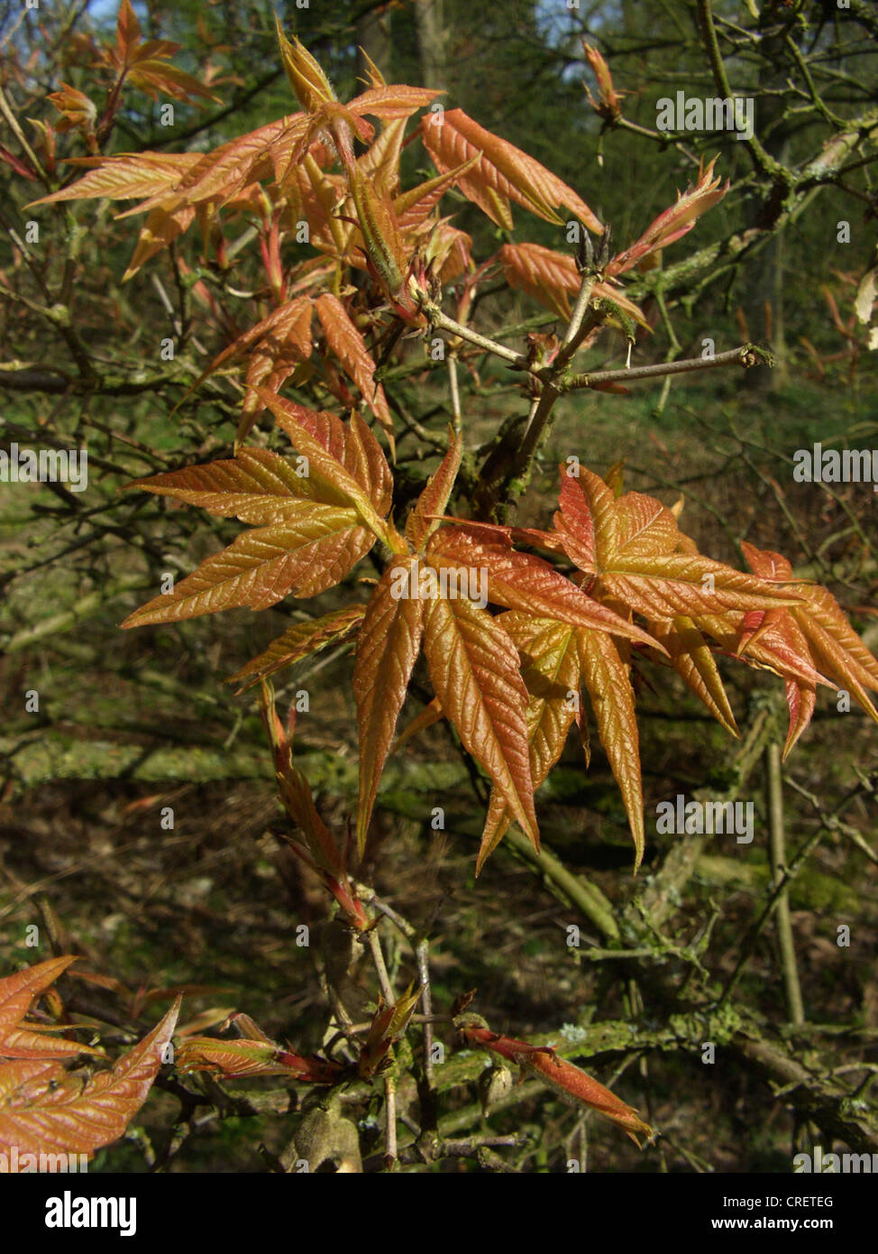 L'érable à écorce rugueuse, trois fleur Érable (Acer triflorum), les pousses au printemps Banque D'Images