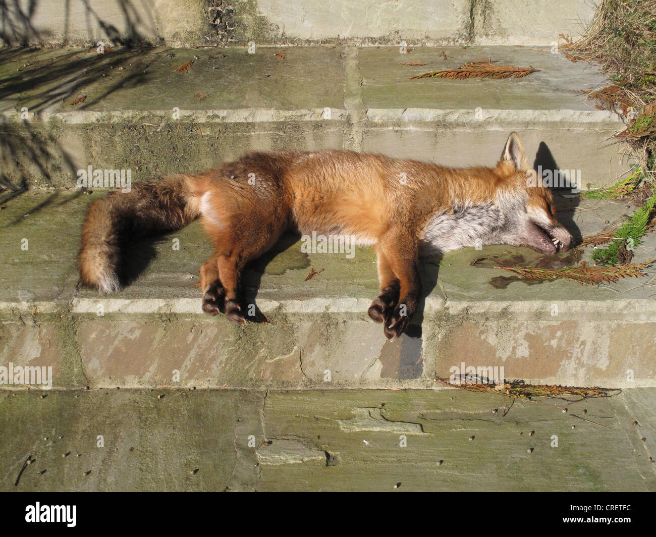 Un chien mort European red fox (Vulpes vulpes) a apparemment pas blessé sur des étapes de jardin Banque D'Images