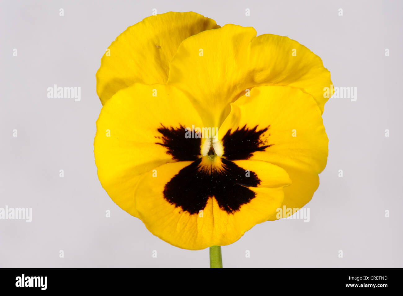 Pansy jaune (Alto) fleur avec un centre sombre sur un fond blanc. Banque D'Images