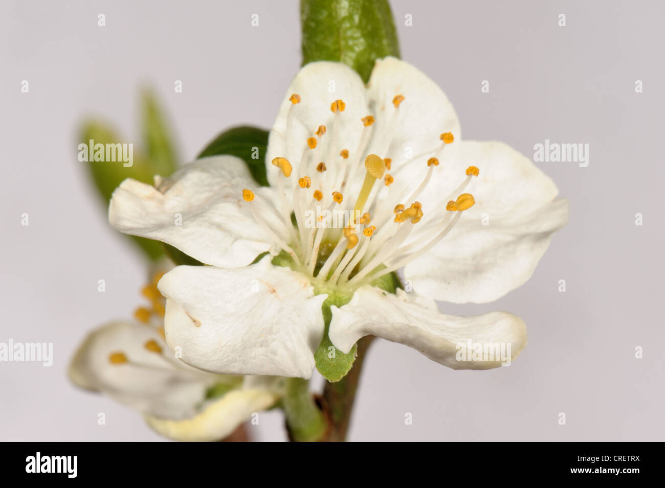Fleur de prunier montrant anthères, filaments, style et stigmatisation sur fond blanc Banque D'Images