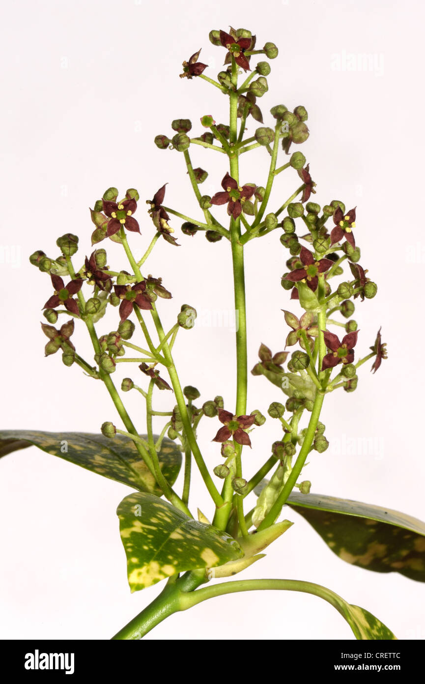 Repéré laurel (Aucuba japonica) fleurs sur un fond blanc. Banque D'Images