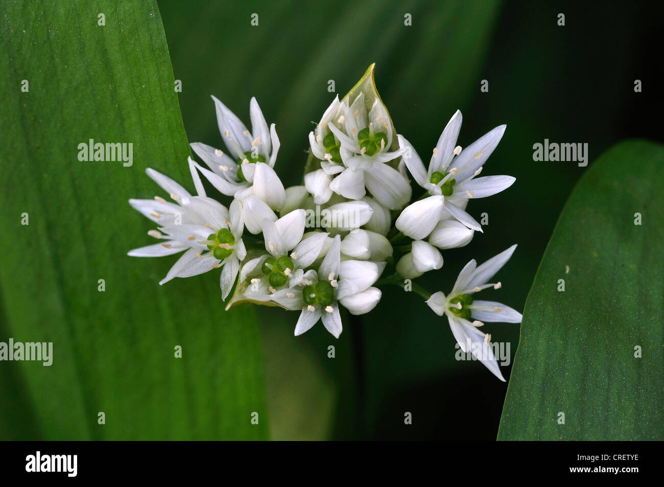 Ramsons Allium ursinum ail sauvage fleur de printemps Banque D'Images