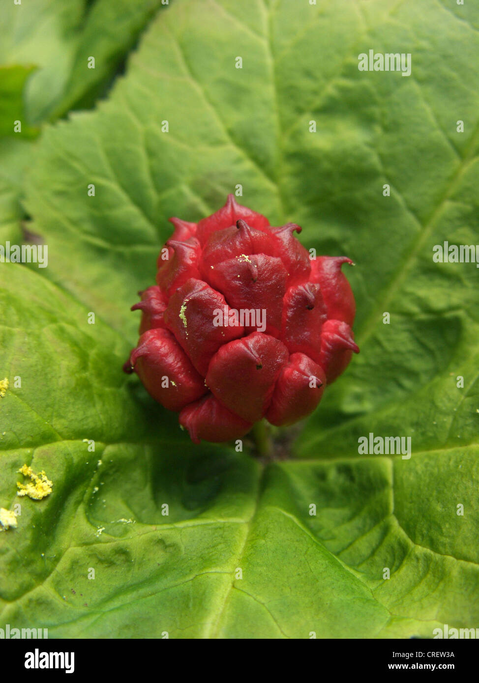 Joint d'or, le curcuma indien, fard inolien jaune (Hydrastis canadensis), des fruits mûrs Banque D'Images