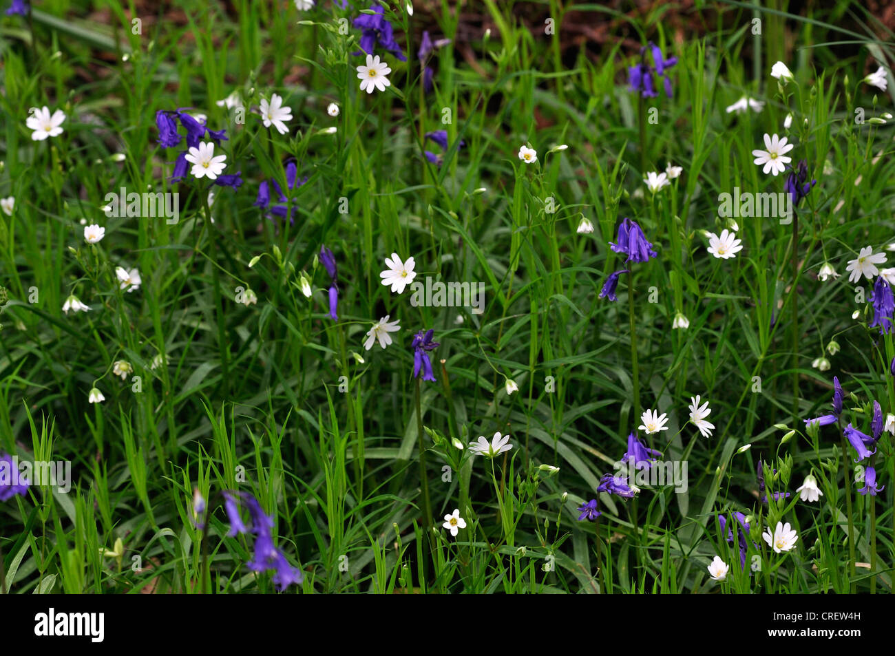 Printemps fleurs sauvages plus bluebell endymion non-scriptus stellaire stellaria holostea Banque D'Images