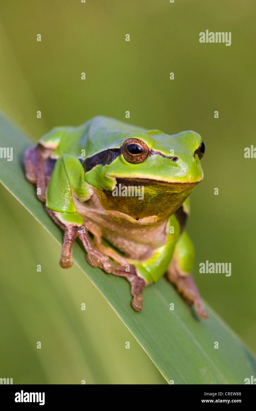 Rainette versicolore rainette commune, européenne, de l'Europe centrale rainette versicolore (Hyla arborea), sur la feuille, l'Autriche, Lac Banque D'Images