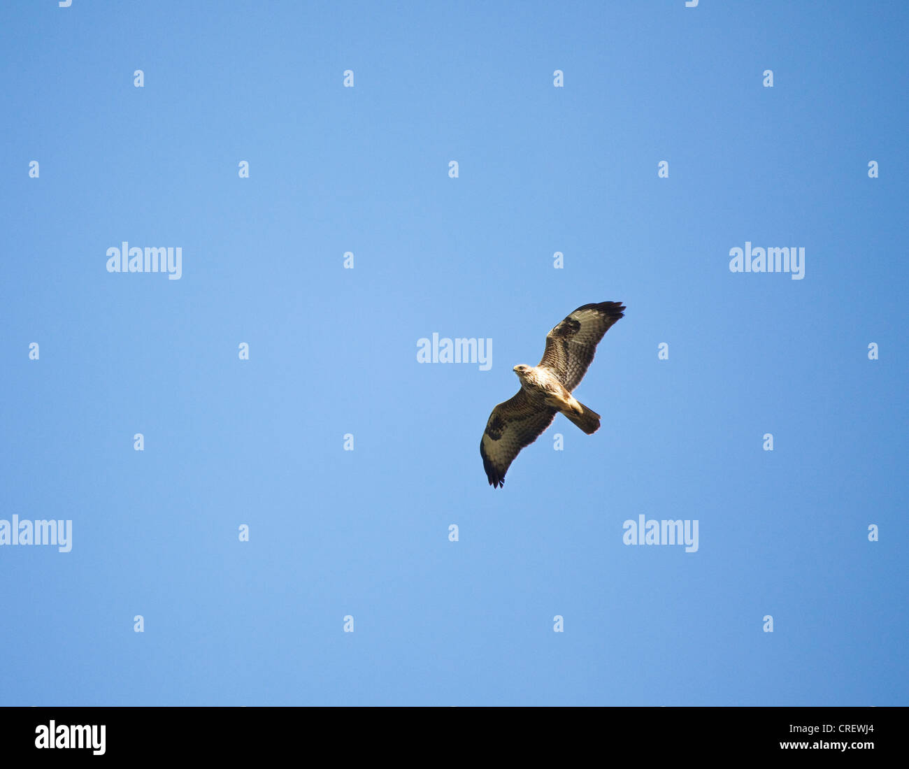 En vol, Buzzard Buteo buteo Banque D'Images