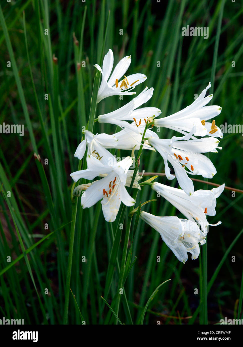 Saint Bruno (Paradisea liliastrum's Lily, Paradisia liliastrum), fleurs, France, Alpes Maritimes, le Parc National du Mercantour Banque D'Images