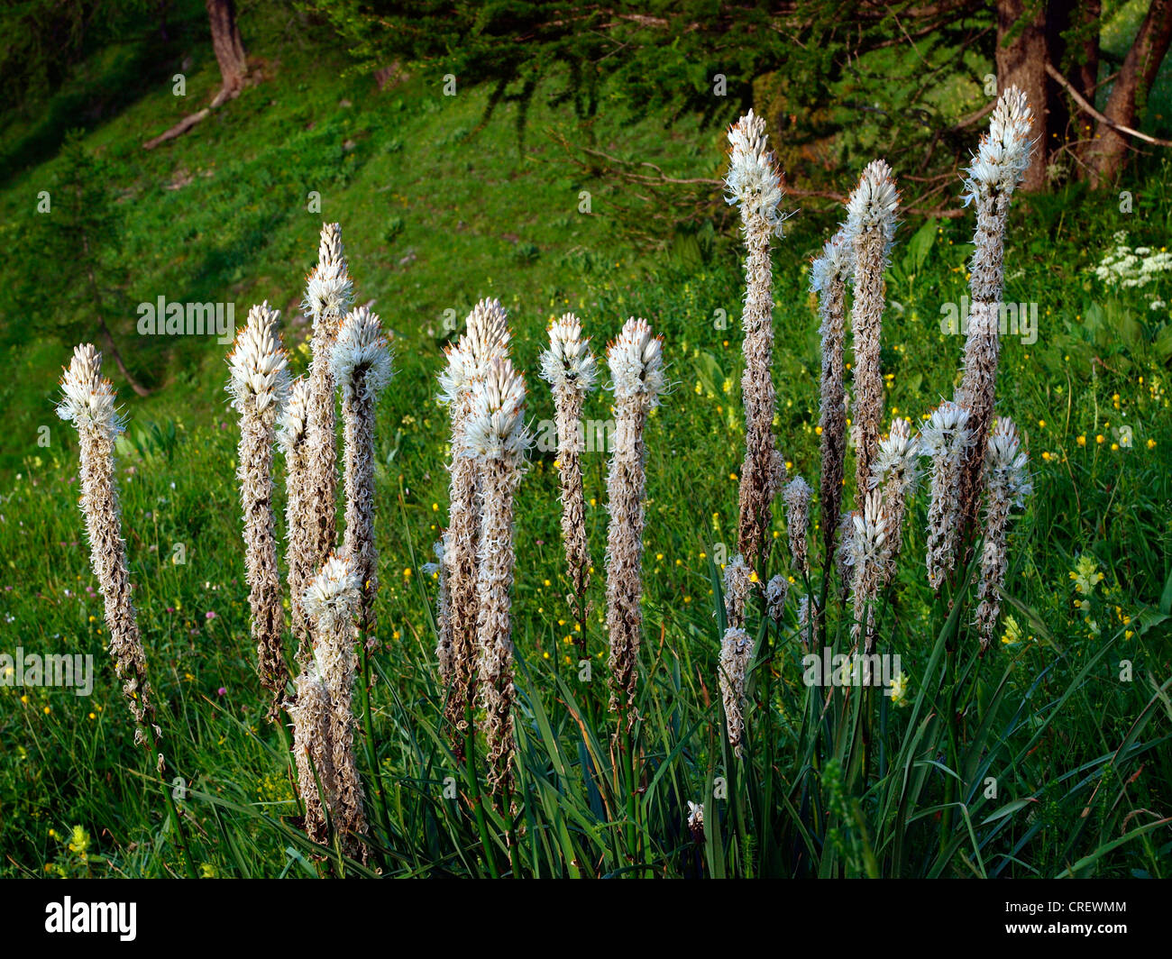 Asphodèle blanc (Asphodelus albus), fleurs, France, Alpes Maritimes, le Parc National du Mercantour Banque D'Images