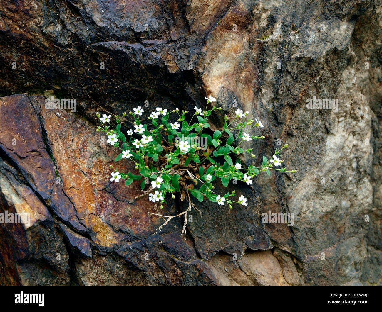 Rock (Silene rupestris), croissant dans les crevasses, France, Alpes Maritimes, le Parc National du Mercantour, Casterino Banque D'Images