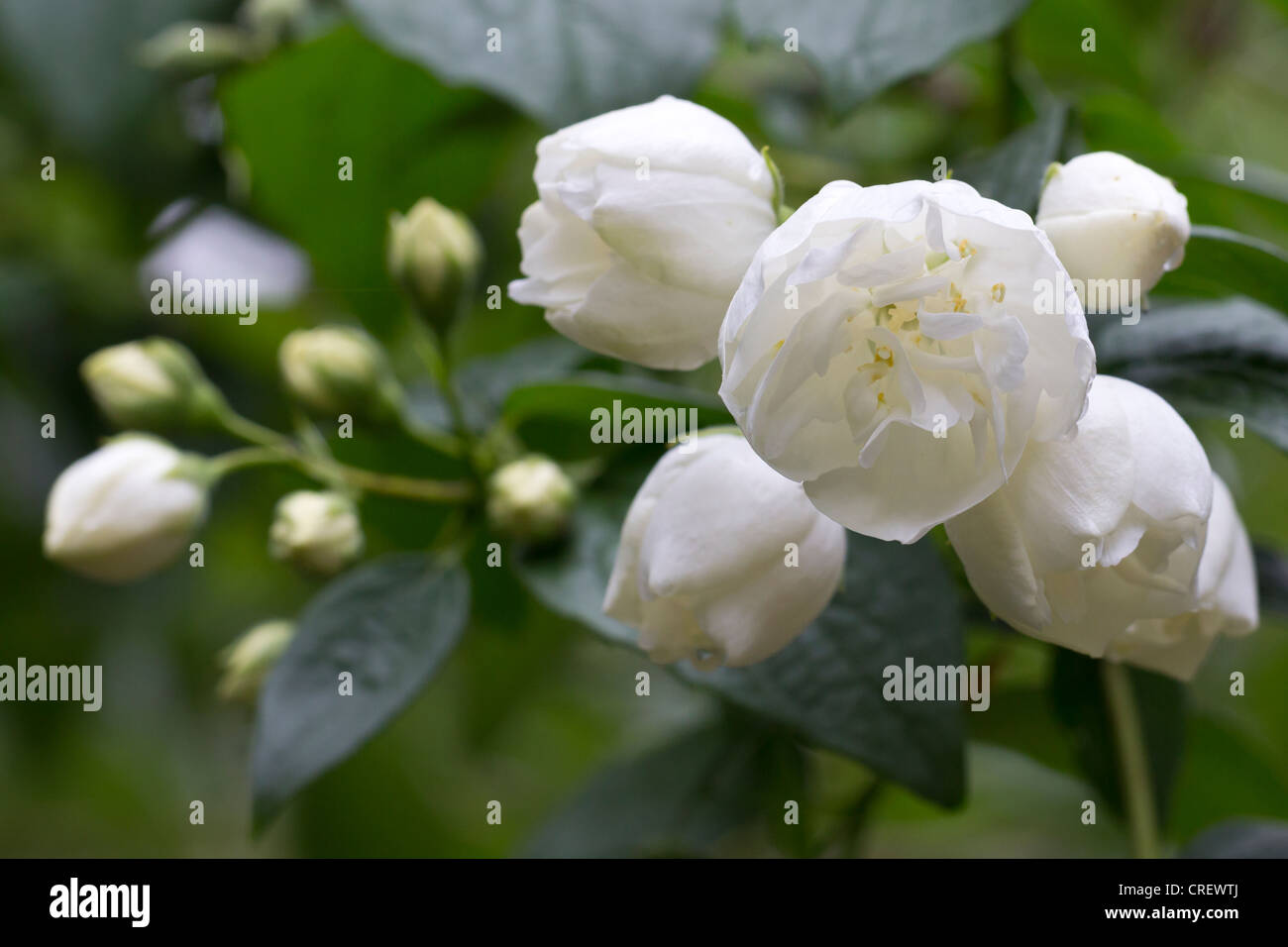 Virginal Philadelphus Seringat arbuste à fleurs blanches Banque D'Images