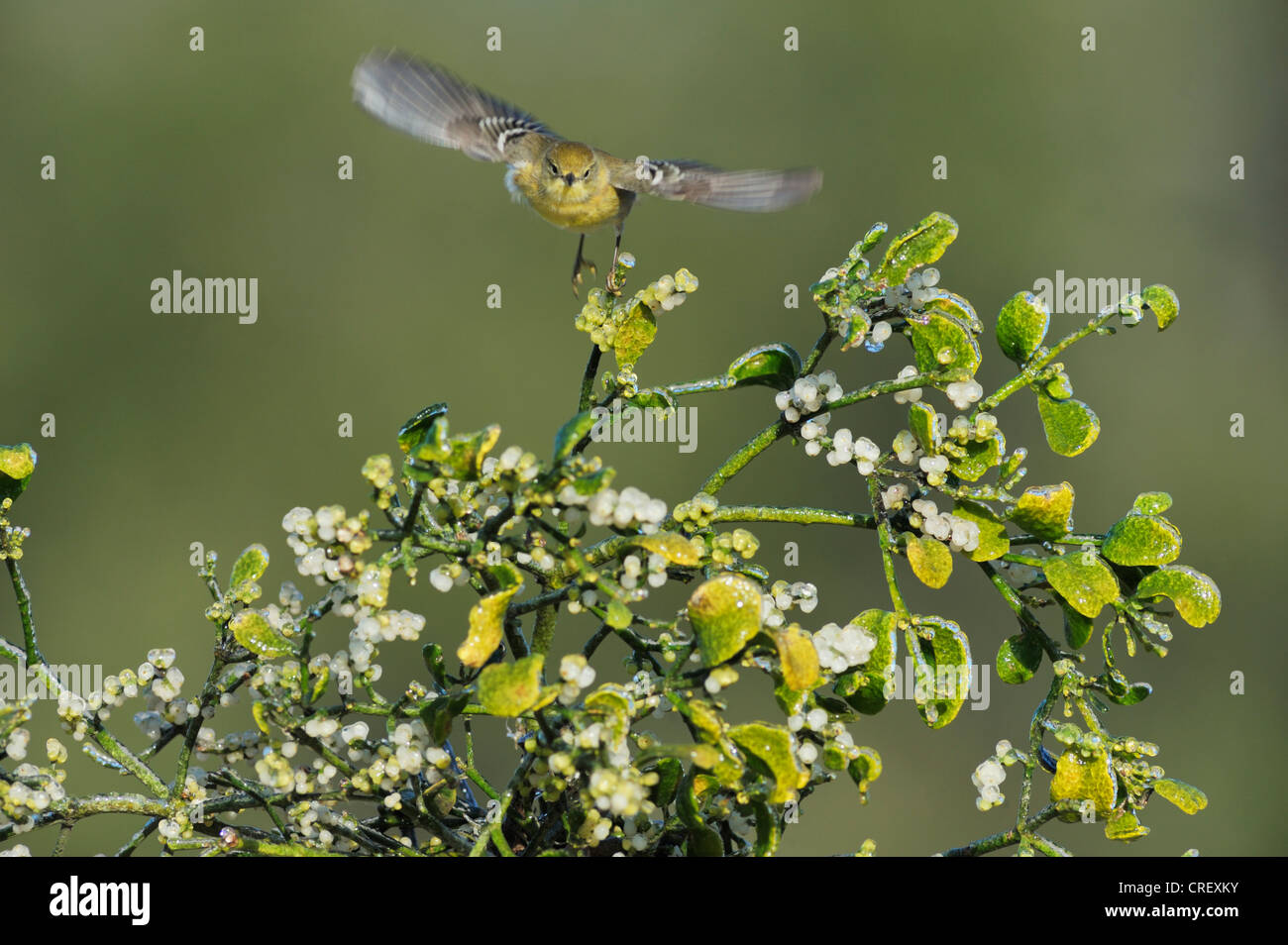 Paruline des pins (Dendroica pinus), femme, décoller de gui de Noël