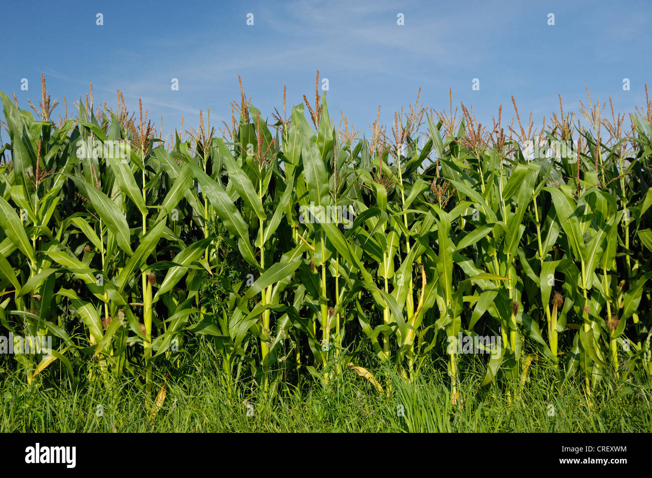 Le maïs, le maïs (Zea mays), champ de maïs, l'Allemagne, en Rhénanie du Nord-Westphalie, Dingdener Heide Banque D'Images