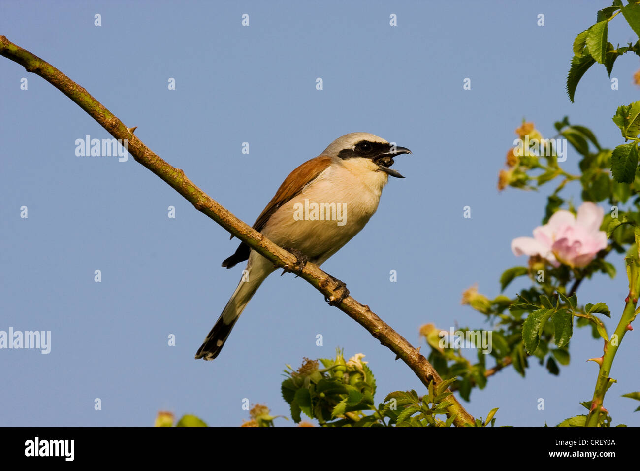 Pie-grièche écorcheur (Lanius collurio), assis sur une branche l'étouffement pellet, Autriche, Burgenland, Neusiedlersee NP Banque D'Images