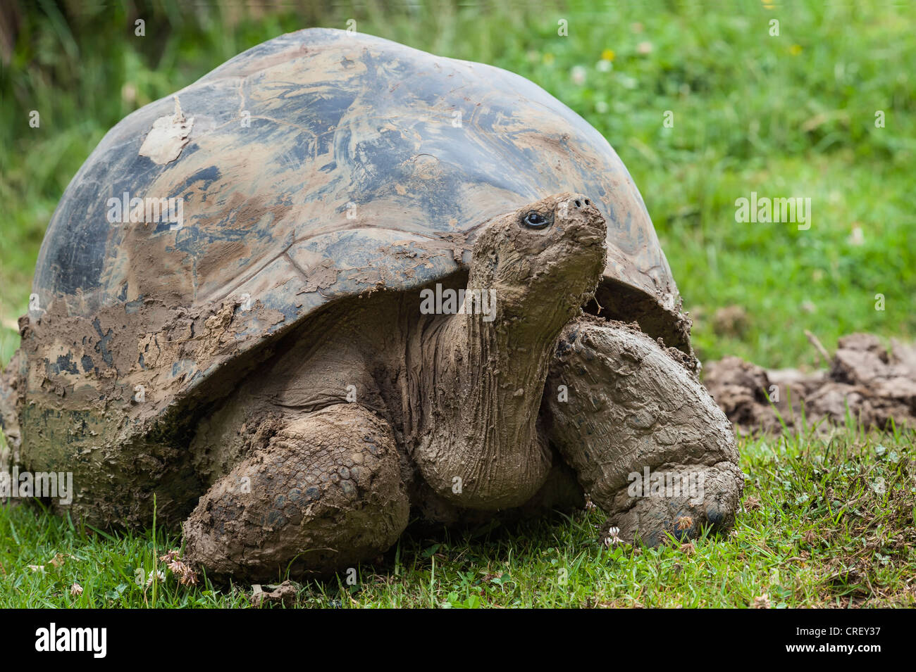 Tortue des Galapagos sur l'herbe Banque D'Images