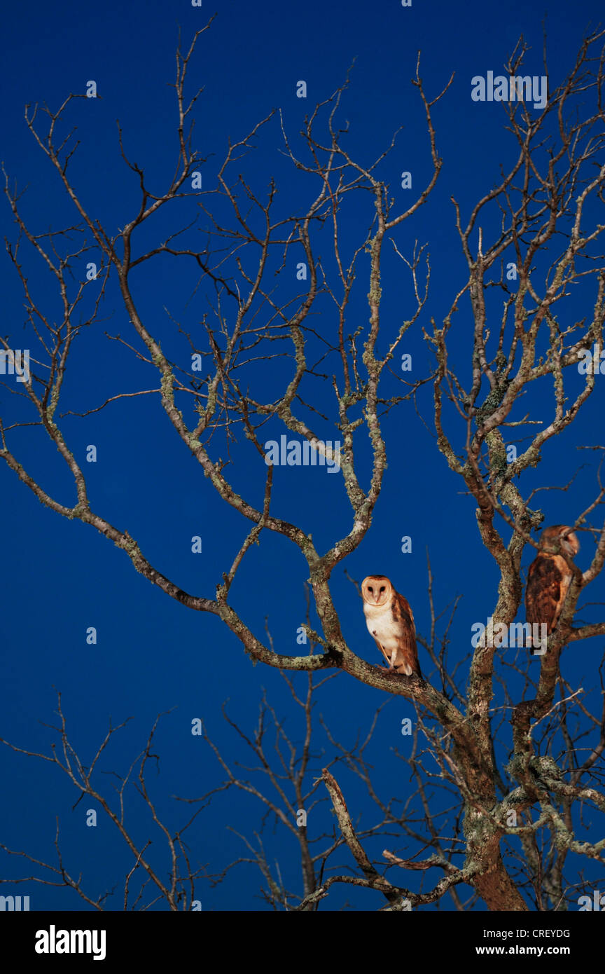 Effraie des clochers (Tyto alba), des profils de nuit, Dinero, Lake Corpus Christi, Texas, États-Unis Du Sud Banque D'Images