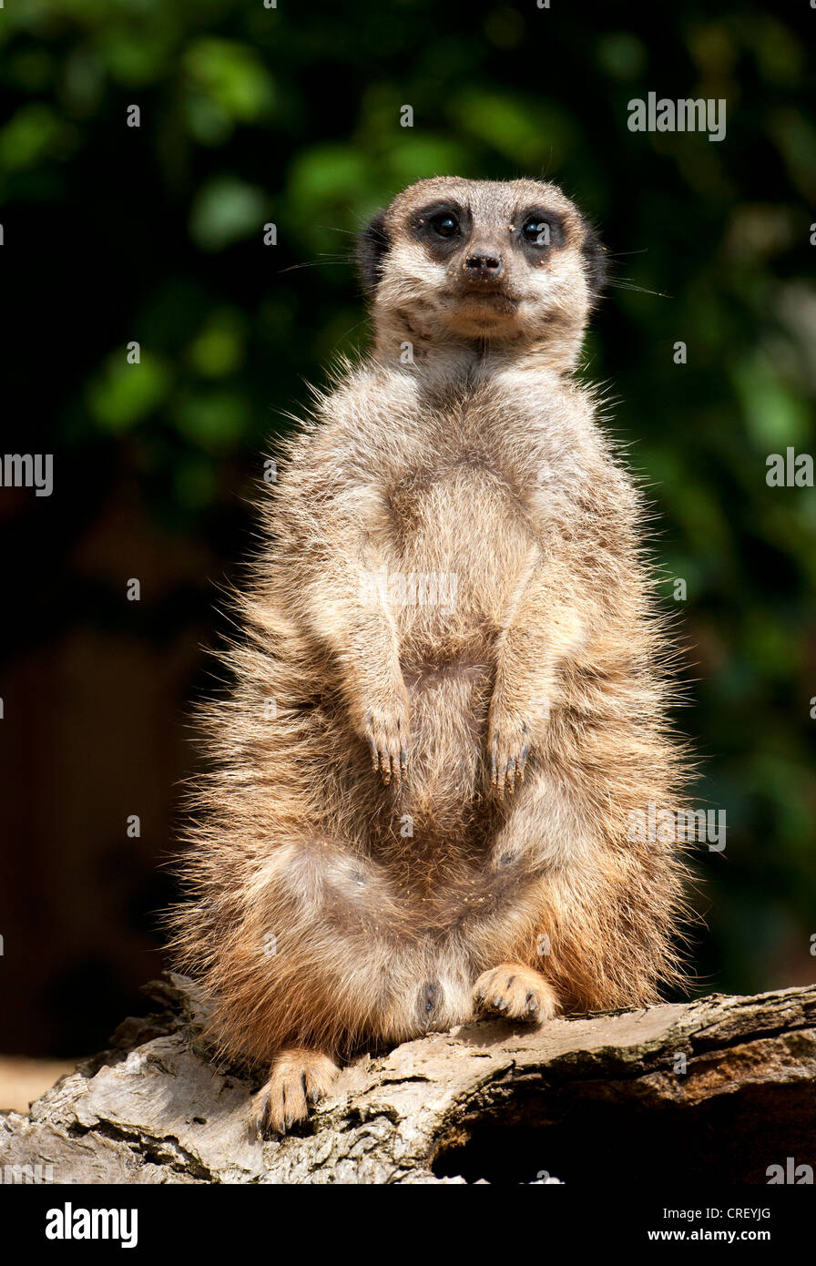 Meerkat sitting on tree trunk Banque D'Images