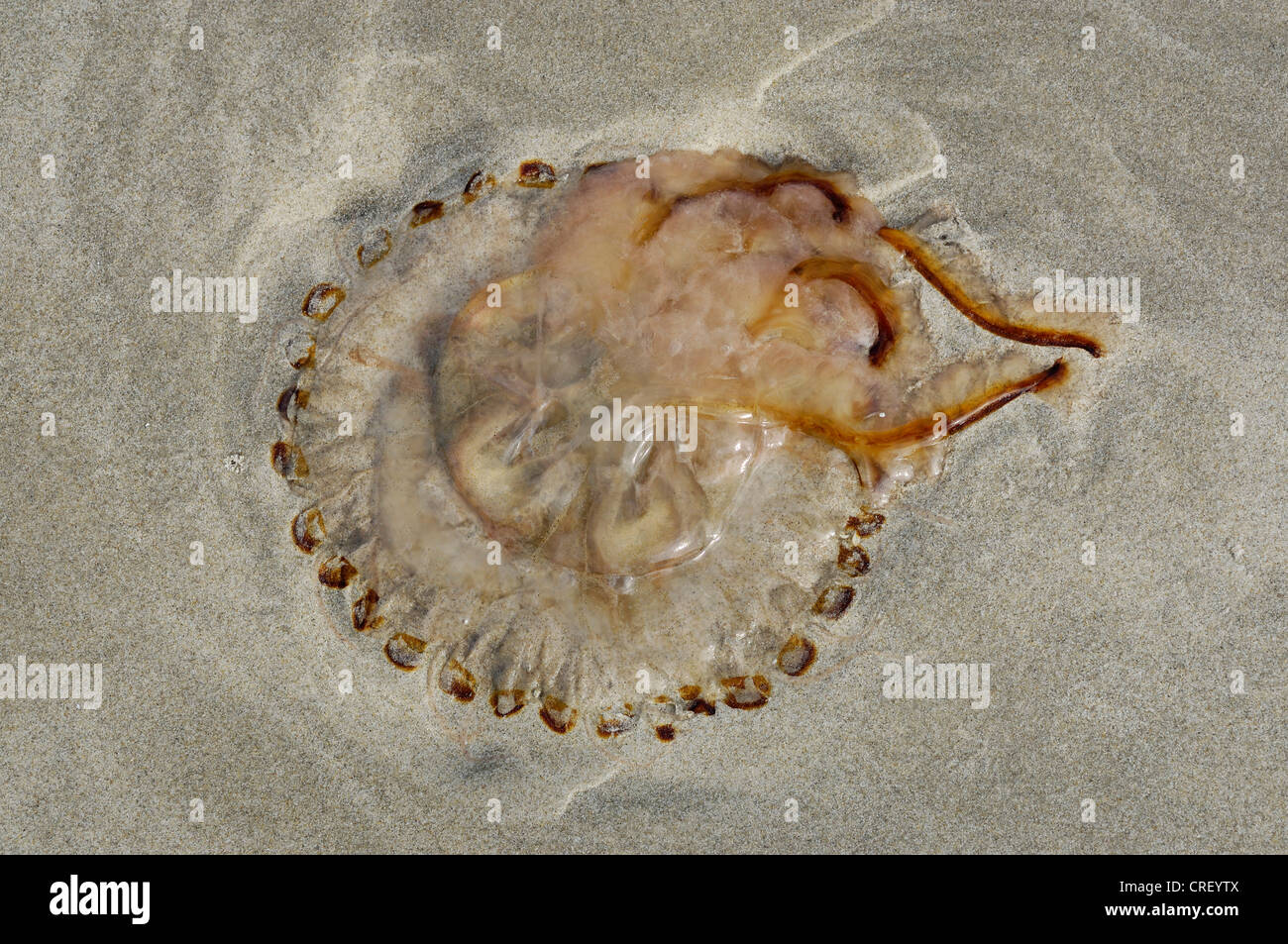 Boussole, méduses méduses à bandes rouges (Chrysaora hysoscella), sur le sable, Pays-Bas, Ameland Banque D'Images