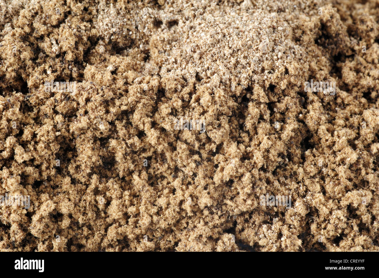 Support laqué (Ganoderma lucidum), poudre de Reishi dans une comp Banque D'Images