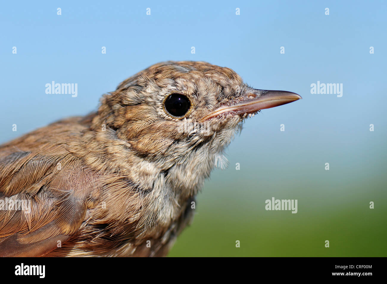 Nightingale (Luscinia megarhynchos), portrait Banque D'Images