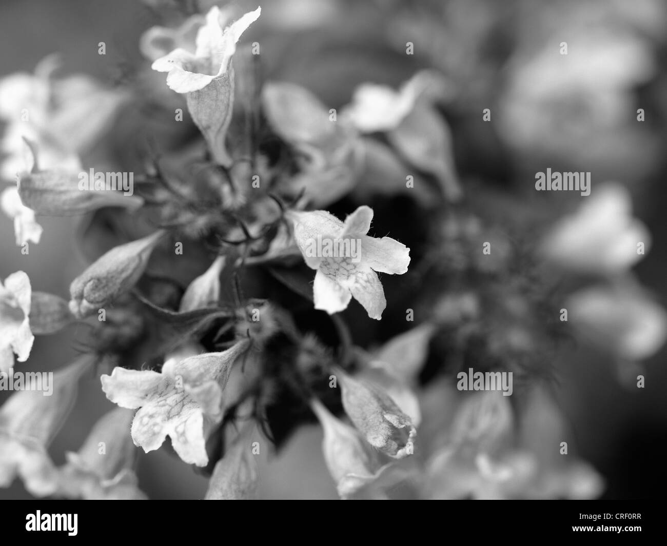 Close-up of Kolkwitzia amabilis fleurs Banque D'Images