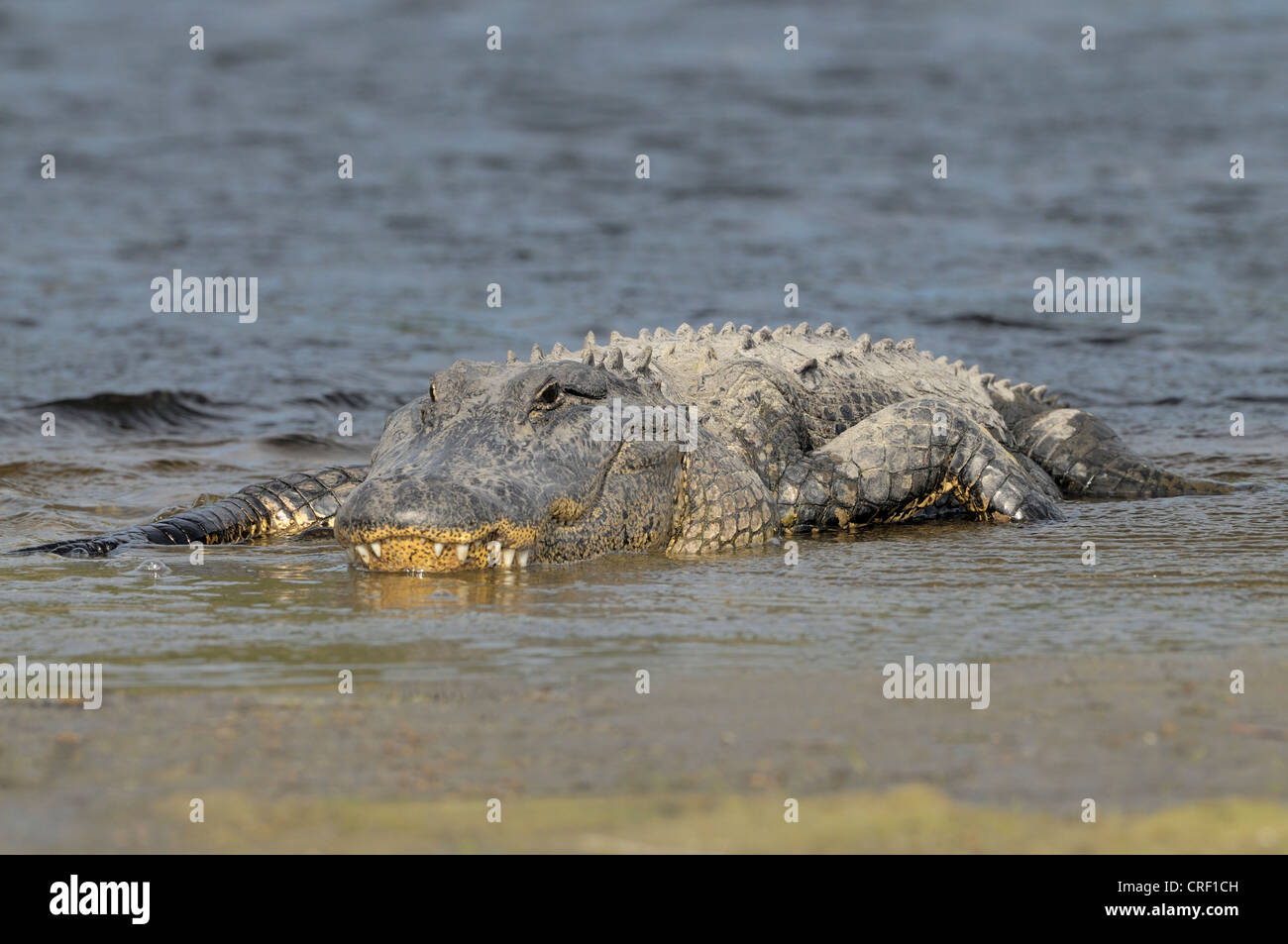 Alligator dans l'évier, Alachua Prairie State Paynes Préserver, Gainesville, Floride Banque D'Images