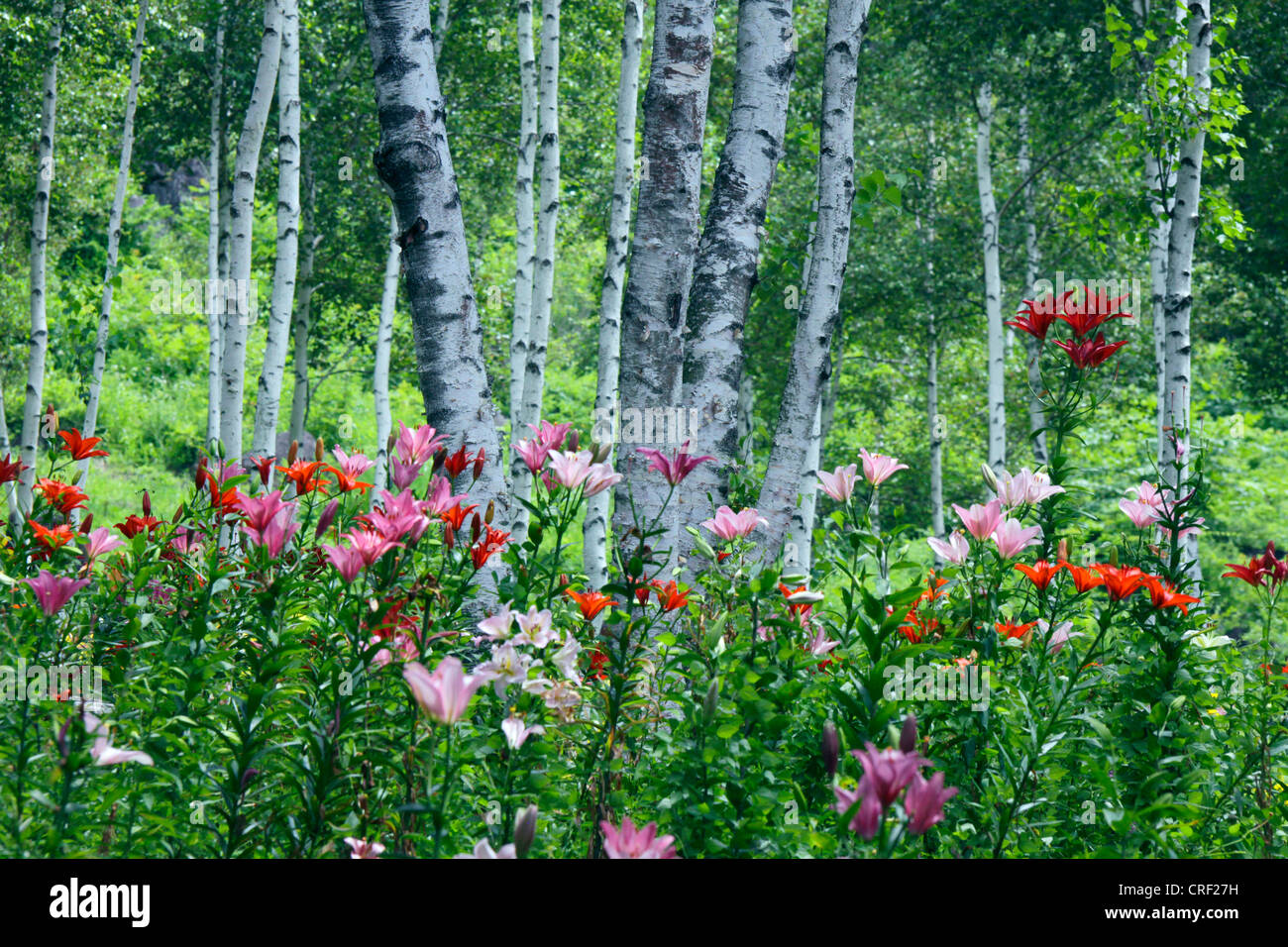 Lily dans une forêt de bouleaux blancs highland Fujimi Nagano Japon Banque D'Images