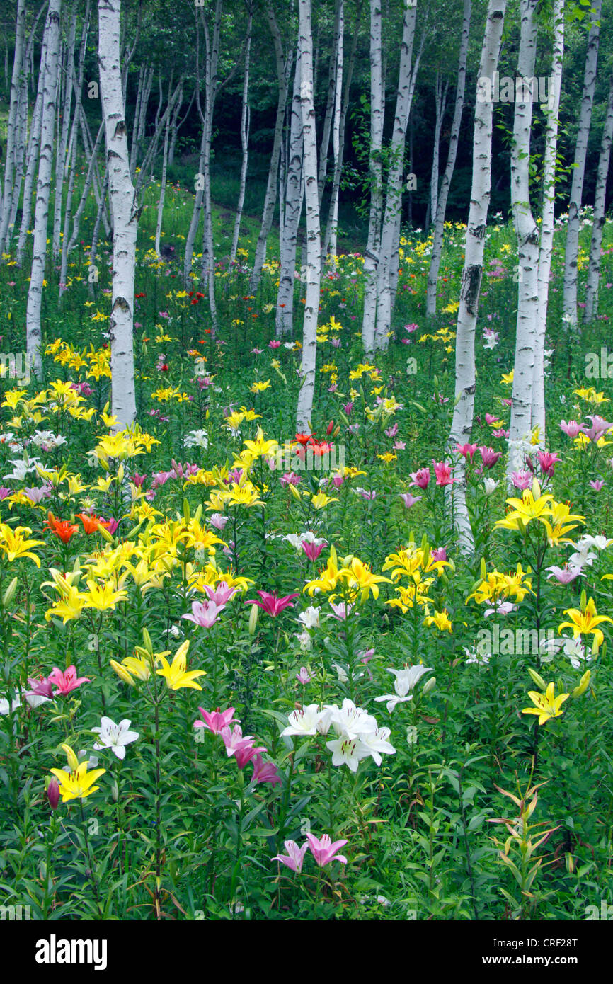 Lily dans une forêt de bouleaux blancs highland Fujimi Nagano Japon Banque D'Images