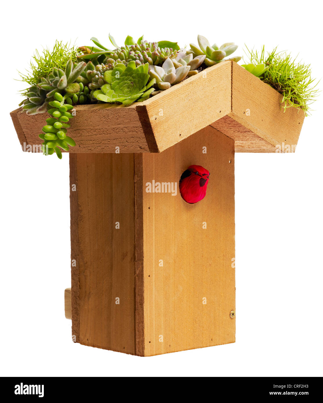 Cabane avec toit vivant. Diverses plantes grasses Banque D'Images