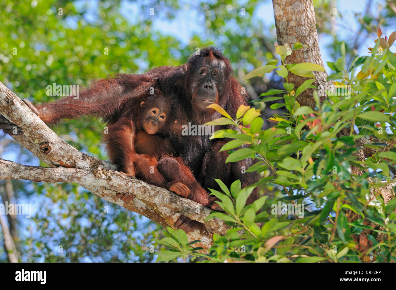 Orang-outan (Pongo pygmaeus pygmaeus), femme avec bébé, l'Indonésie, Bornéo, Tanjung Puting Parc National Banque D'Images