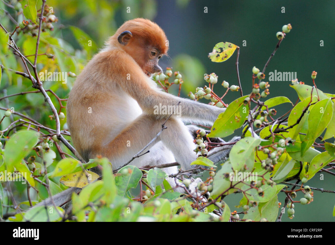 Proboscis Monkey (Nasalis larvatus), les jeunes d'alimentation individuelles, l'Indonésie, Bornéo, Tanjung Puting Parc National Banque D'Images