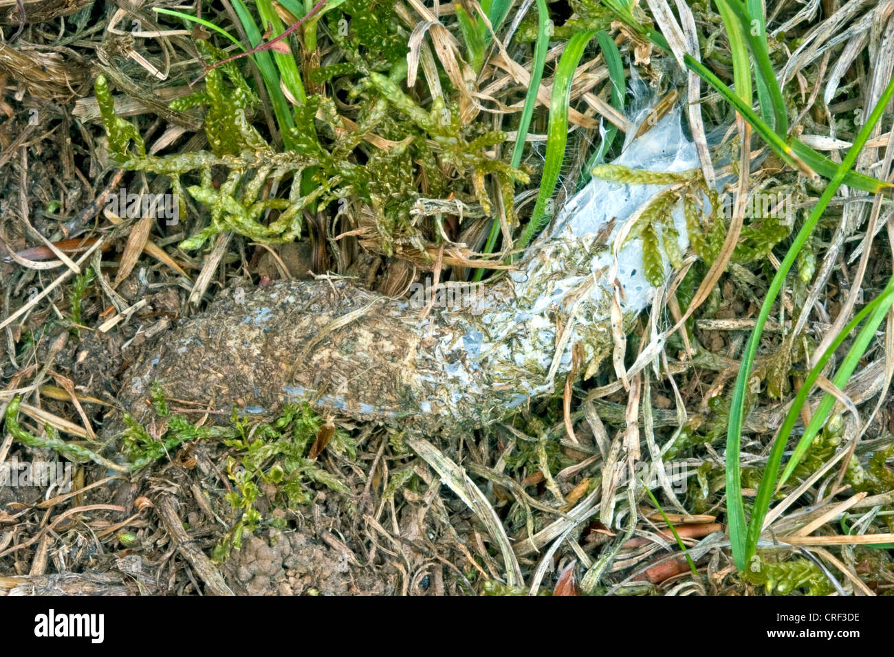 Sac à main-web-spiderpurse spider web (Atypus piceus, Piège entonnoir Banque D'Images