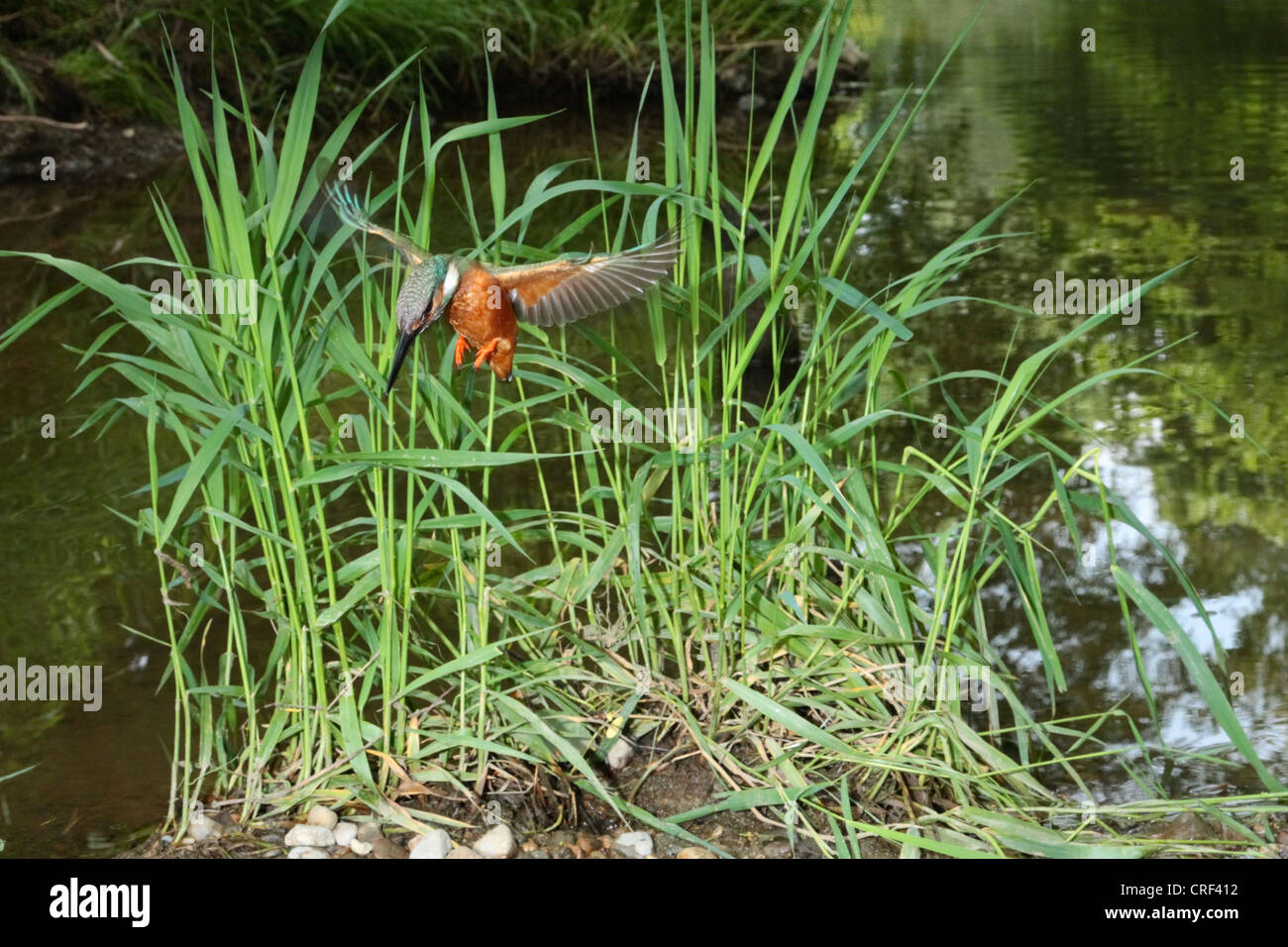 River Kingfisher (Alcedo atthis), se tenant en face de reed à un petit ruisseau, Allemagne, Bavière, Isental Banque D'Images