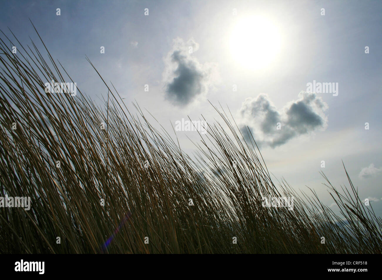 Plage de l'herbe, d'oyats européenne, l'ammophile, psamma, sable de mer-reed (Ammophila arenaria), avec des dunes de sable de plage de l'herbe à rétroéclairage, Pays-Bas, Mer du Nord Banque D'Images