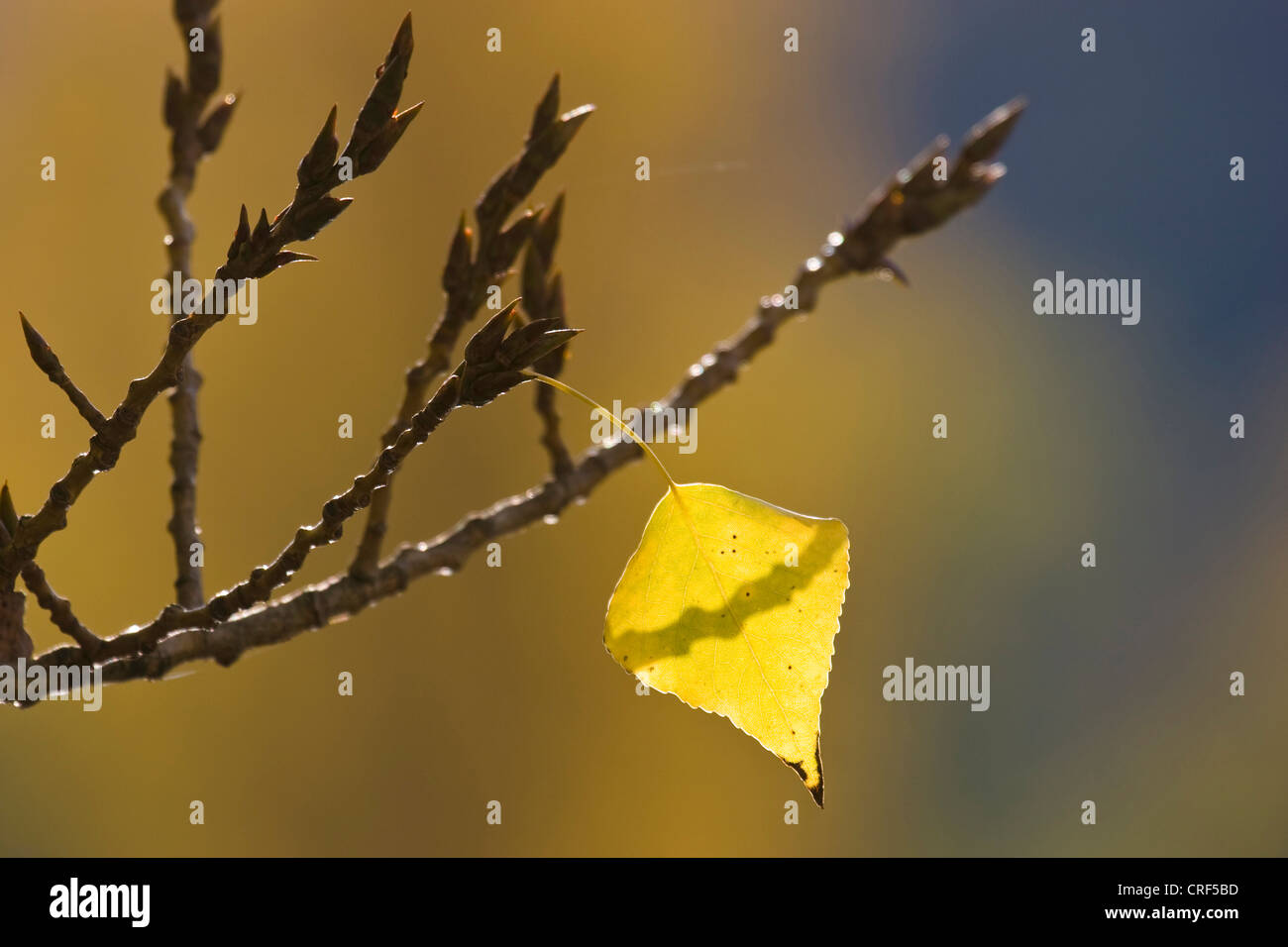 Peuplier (Populus nigra var. italica, Populus nigra 'Italica', Populus Italica, Populus nigra italica), feuilles de peuplier jaune en automne, l'Allemagne, Bade-Wurtemberg Banque D'Images