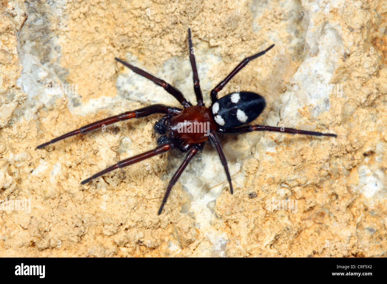 White-eyed, araignée dentelle fenêtre-Weaver (Titanoeca obscura), homme assis sur une pierre Banque D'Images