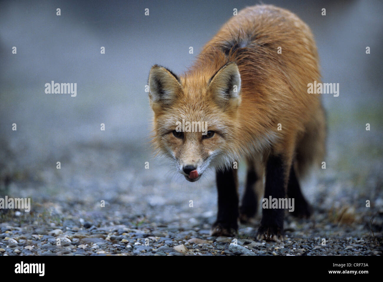Le renard roux (Vulpes vulpes), femme, Canada Banque D'Images