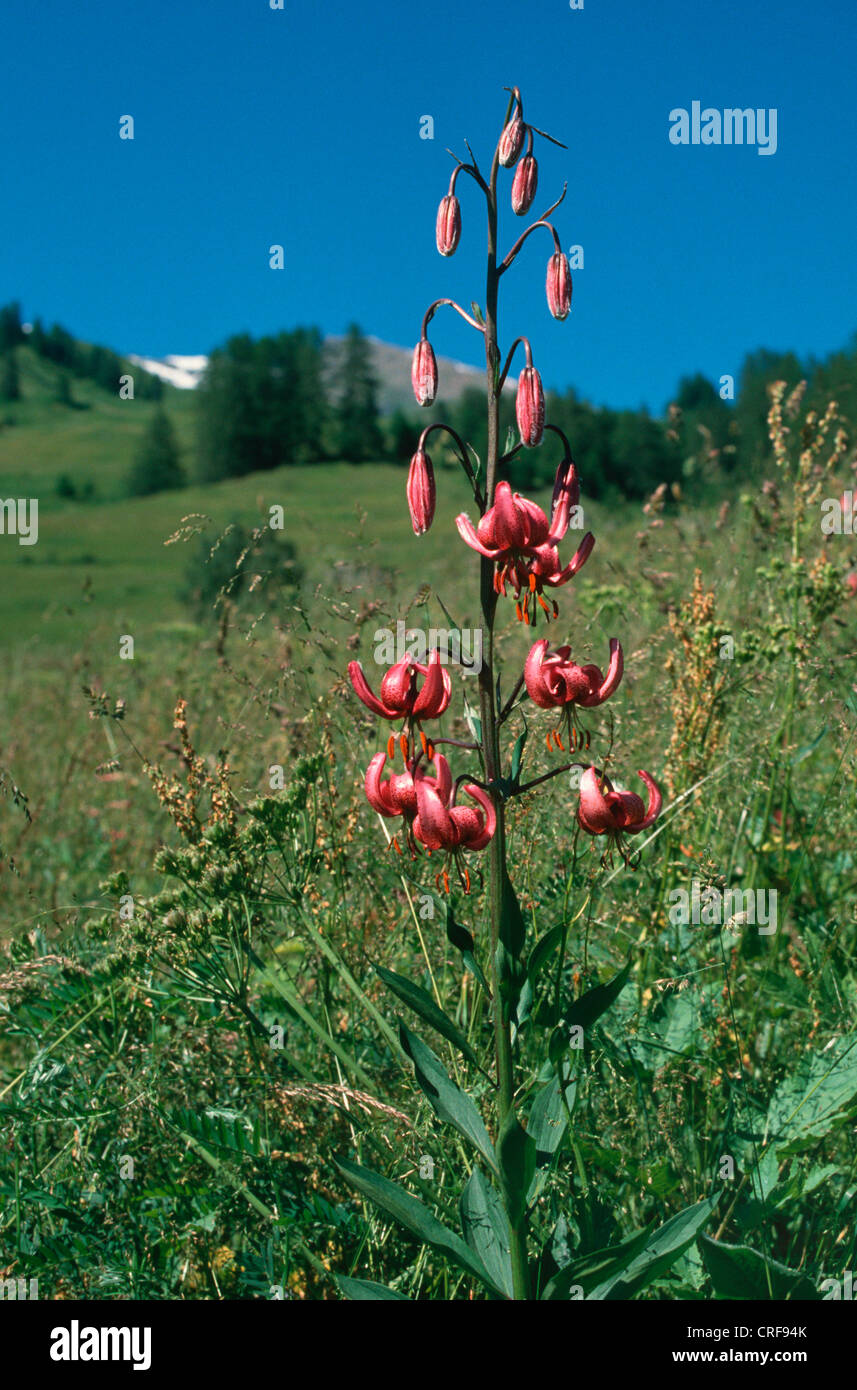 Lys martagon, violet Turk's cap lily (Lilium martagon), seule plante en fleurs Banque D'Images