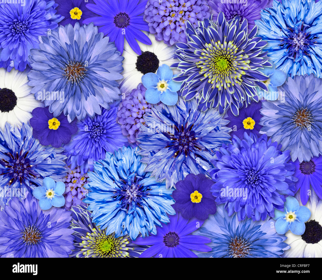 Collection de fleurs fond violet bleu set dahlia chrysanthème bleuet centaurea cyanus iberis daisy osteospermum isolés Banque D'Images