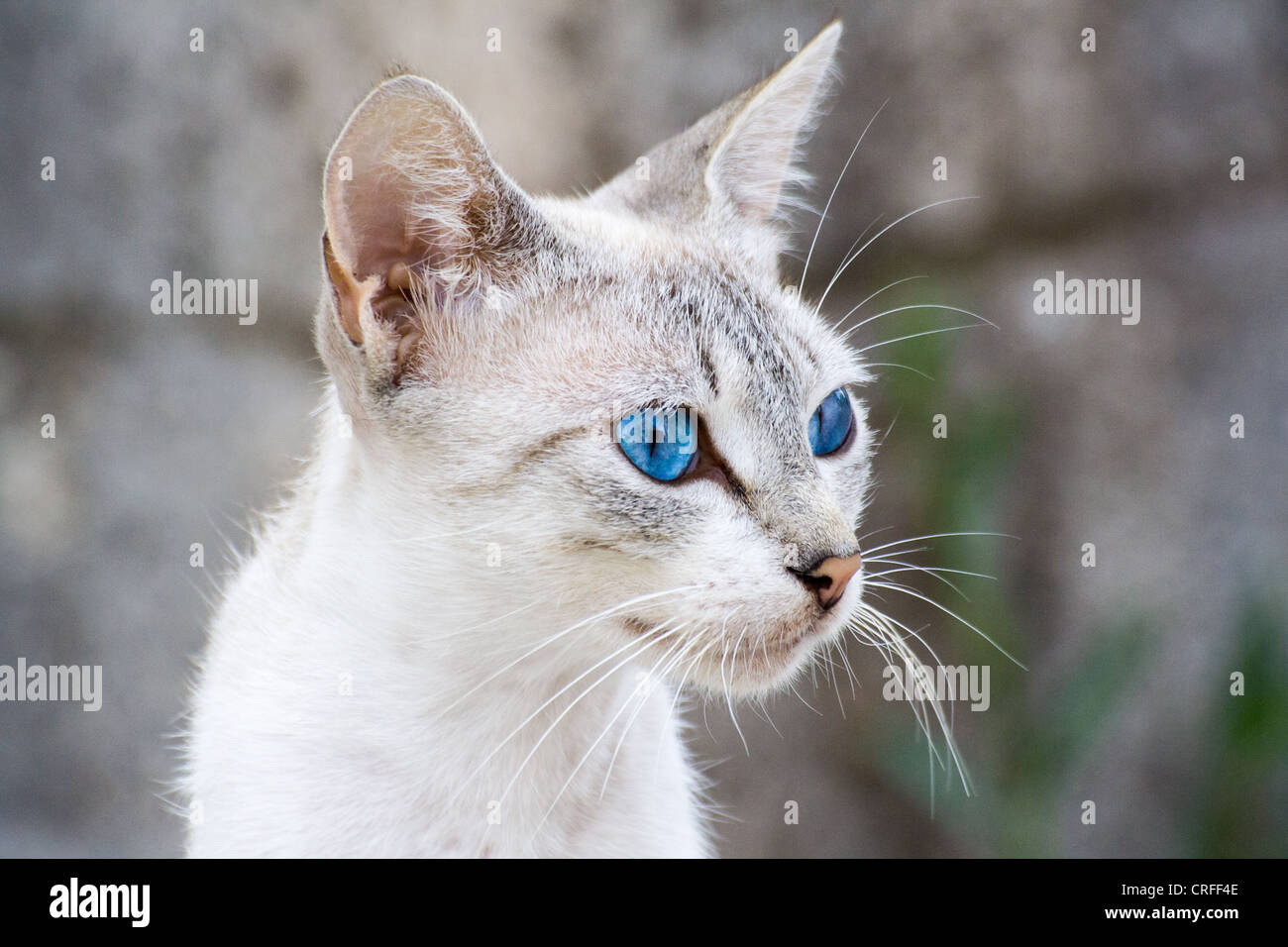 Chat yeux bleu Banque D'Images